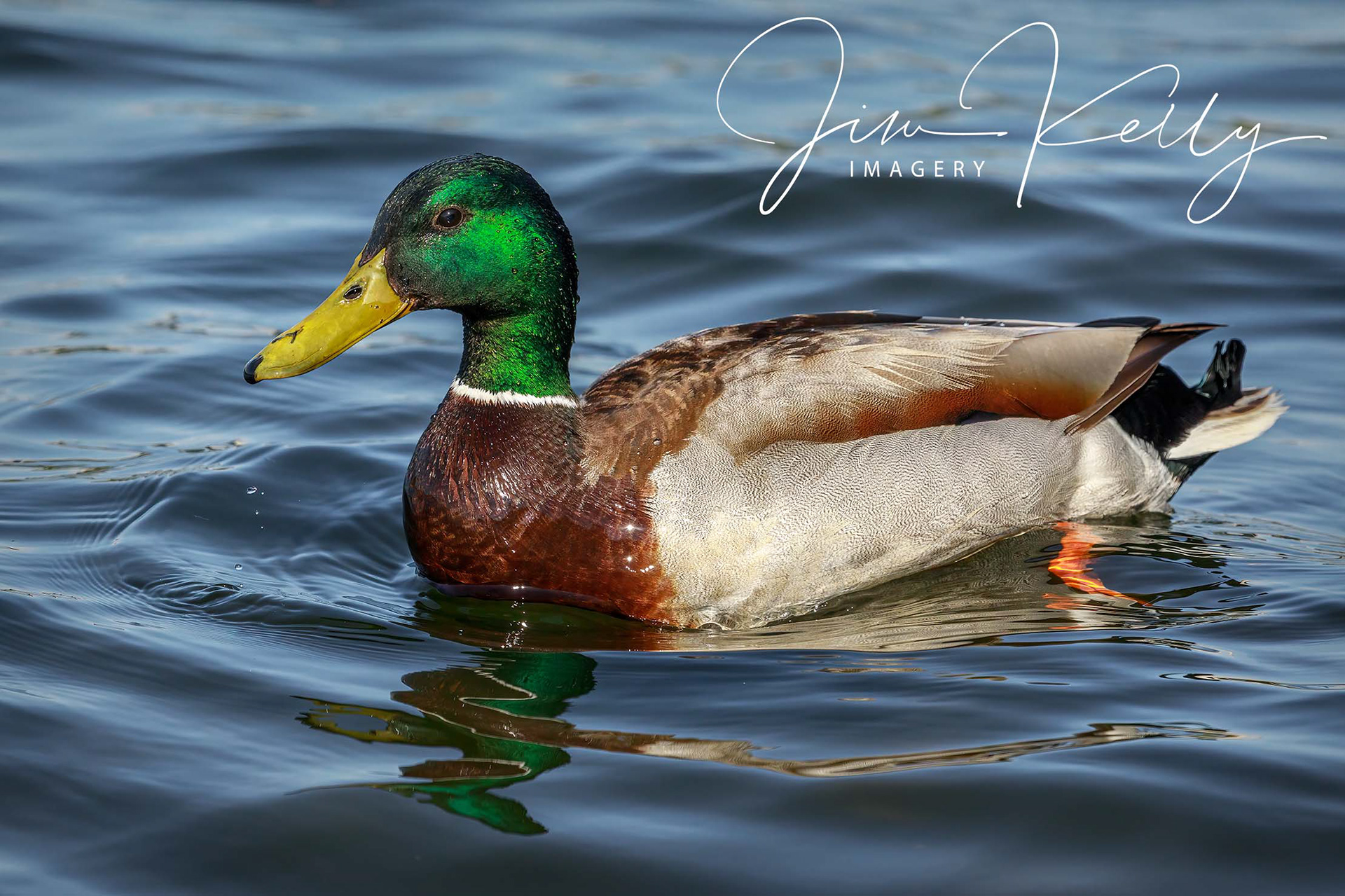 Mr Mallard (Ref: DIG16175)