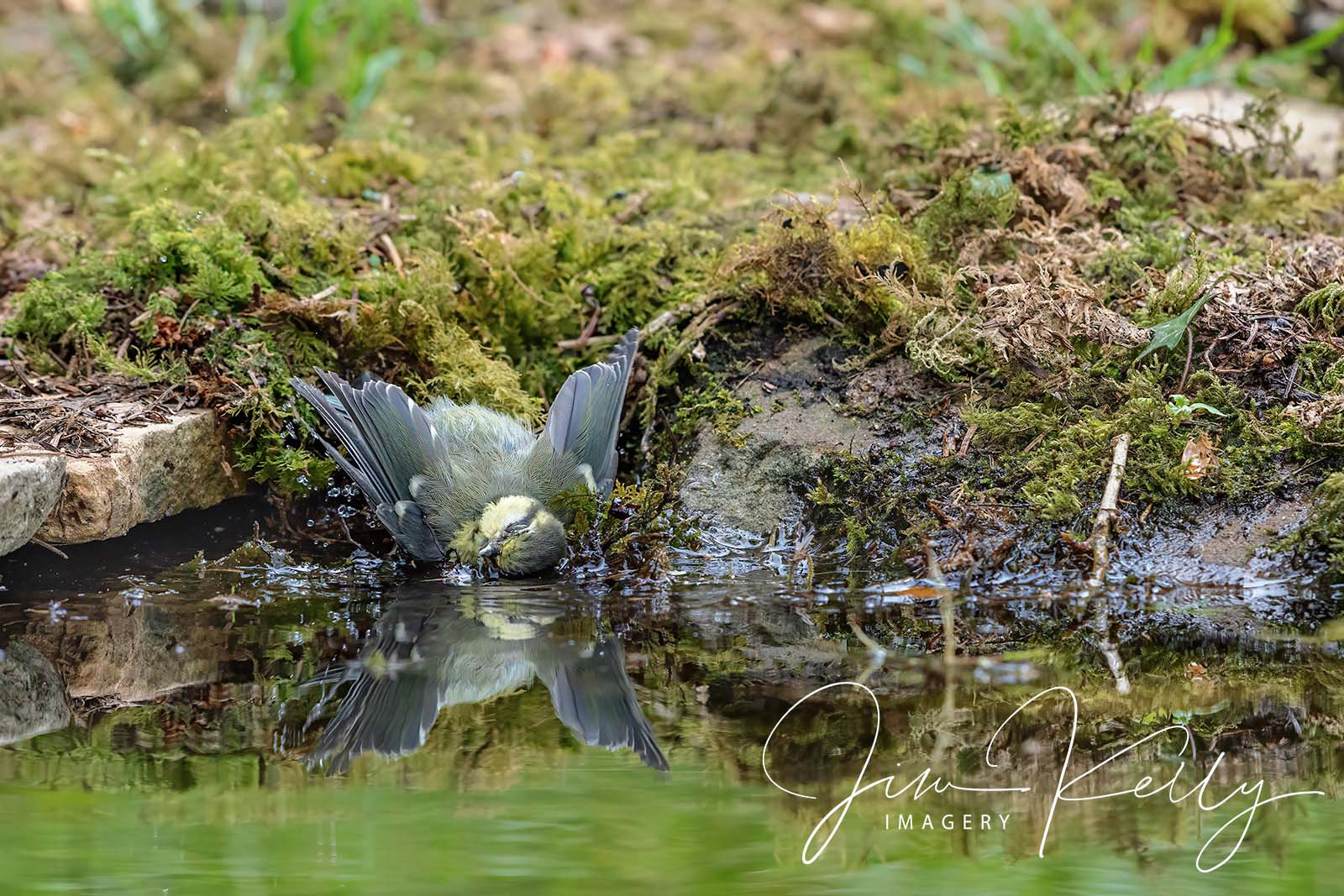Bath Time (Ref: DIG19029)