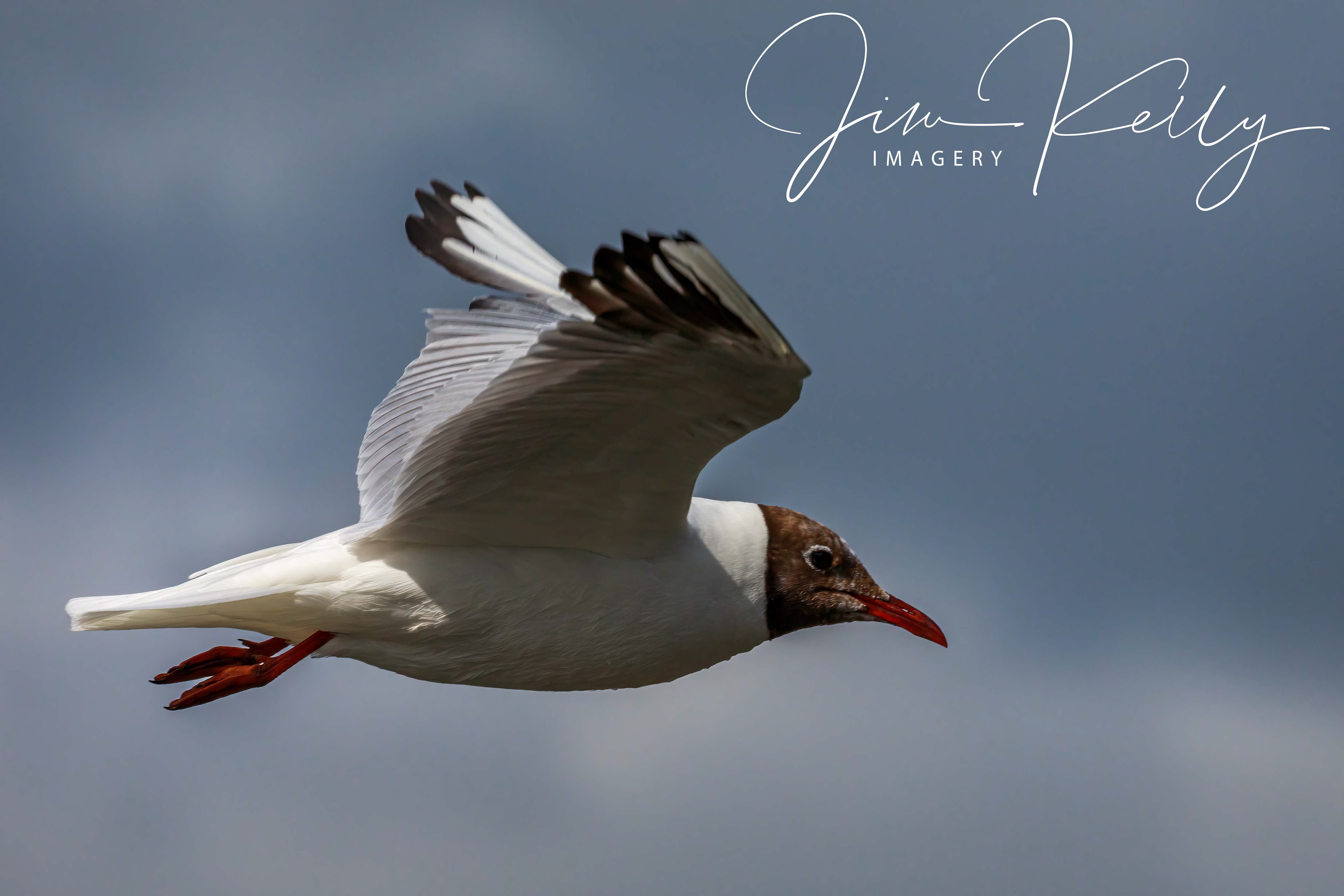In Flight (Ref: DIG16594)