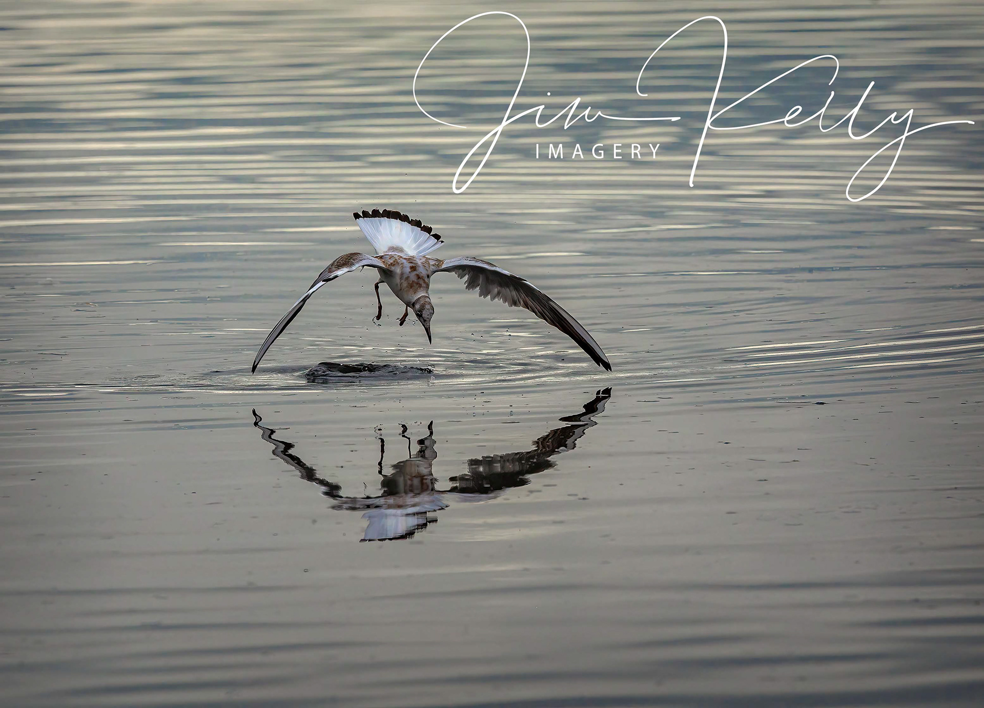 Diving for Food (Ref: DIG16962)