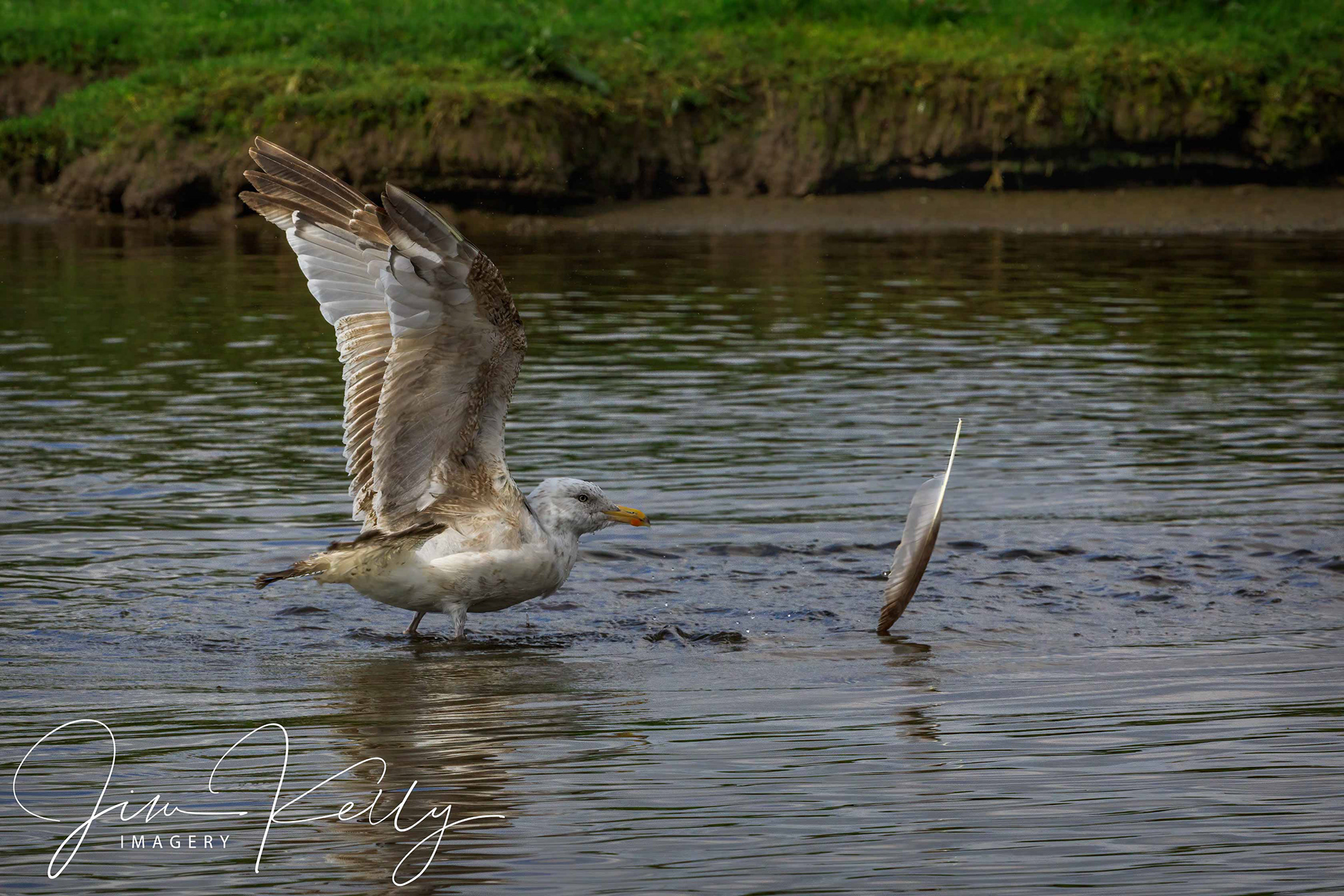 Arghhh Me Feather (Ref: DIG16585)