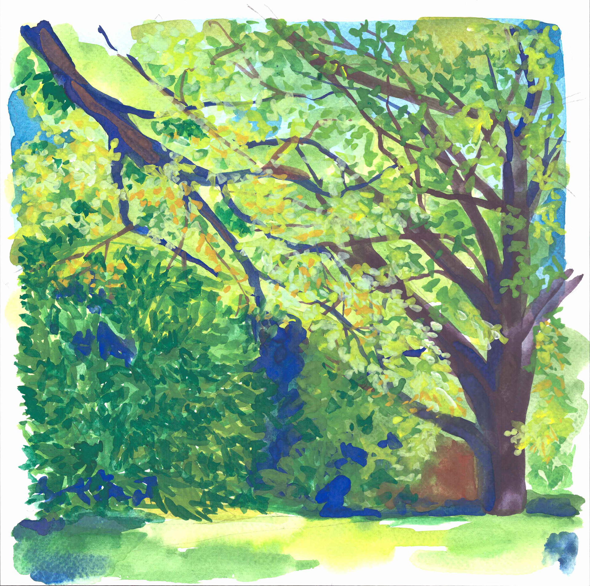 Arboretum de Grenoble 30 x 30 cm