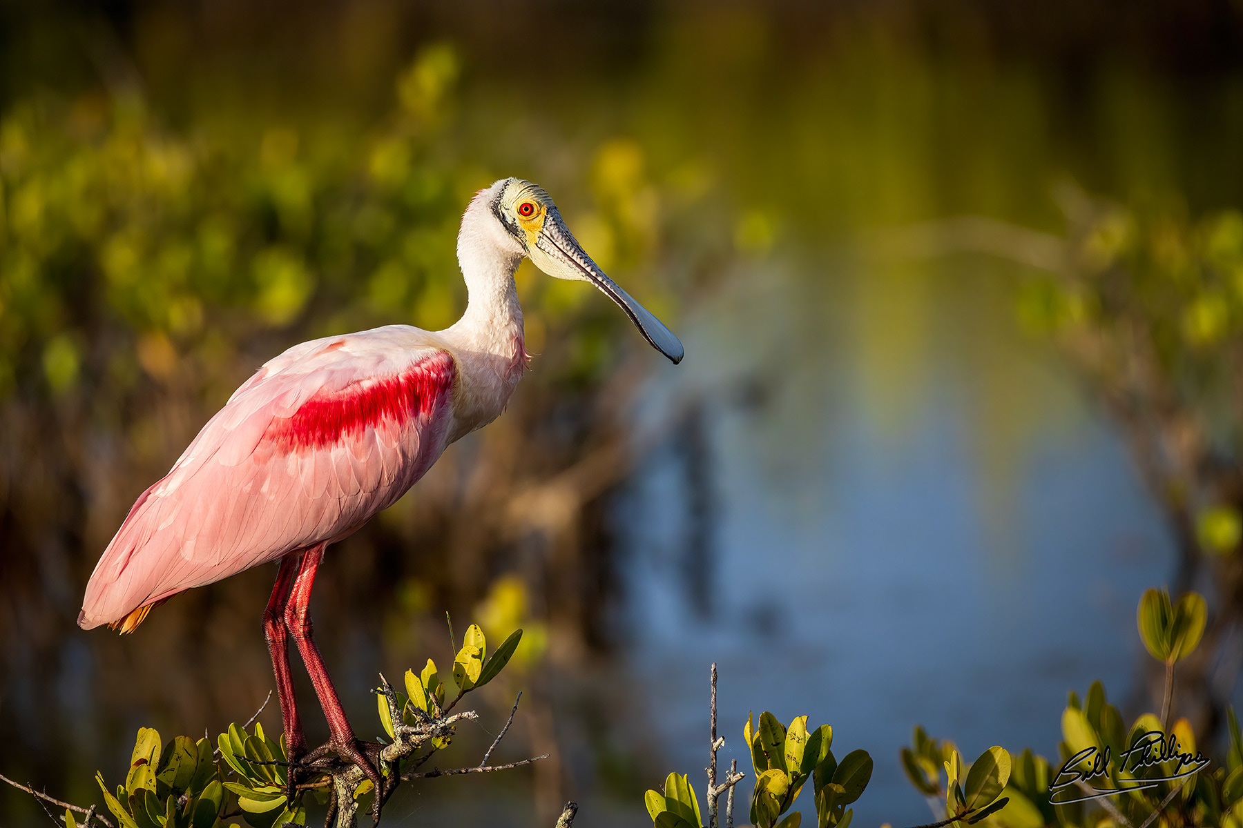 RS6_Roseate Spoonbill