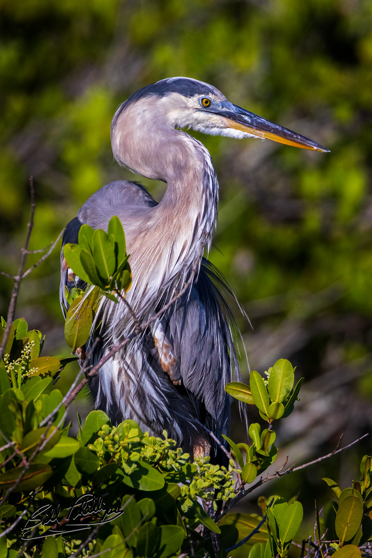 GBH16_Great Blue Heron