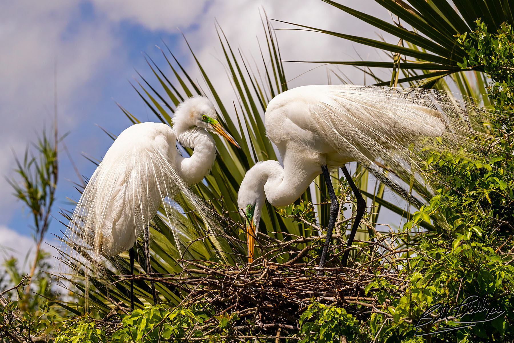 GE14_Great Egret