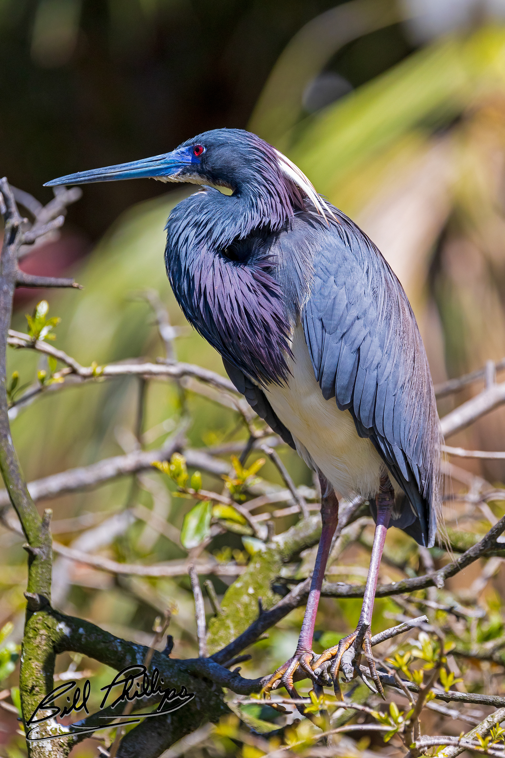 TCH3_Tricolored Heron