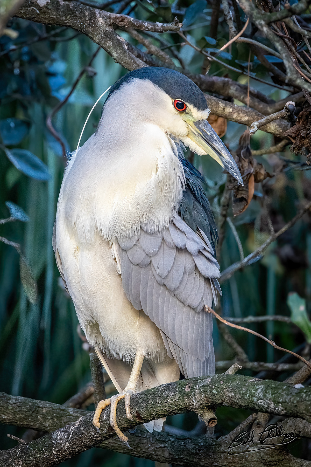 AS6_Black-crowned Night Heron
