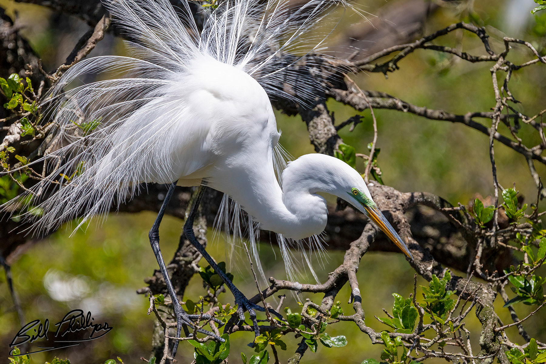 AS7_Great Egret