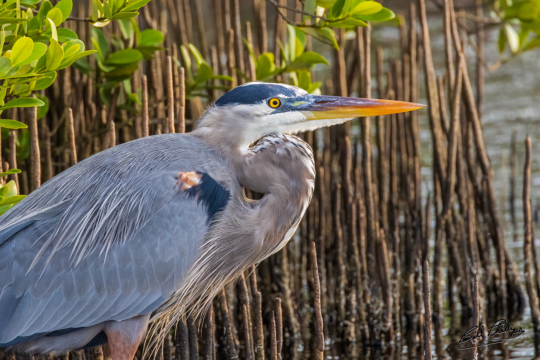 GBH6_Great Blue Heron