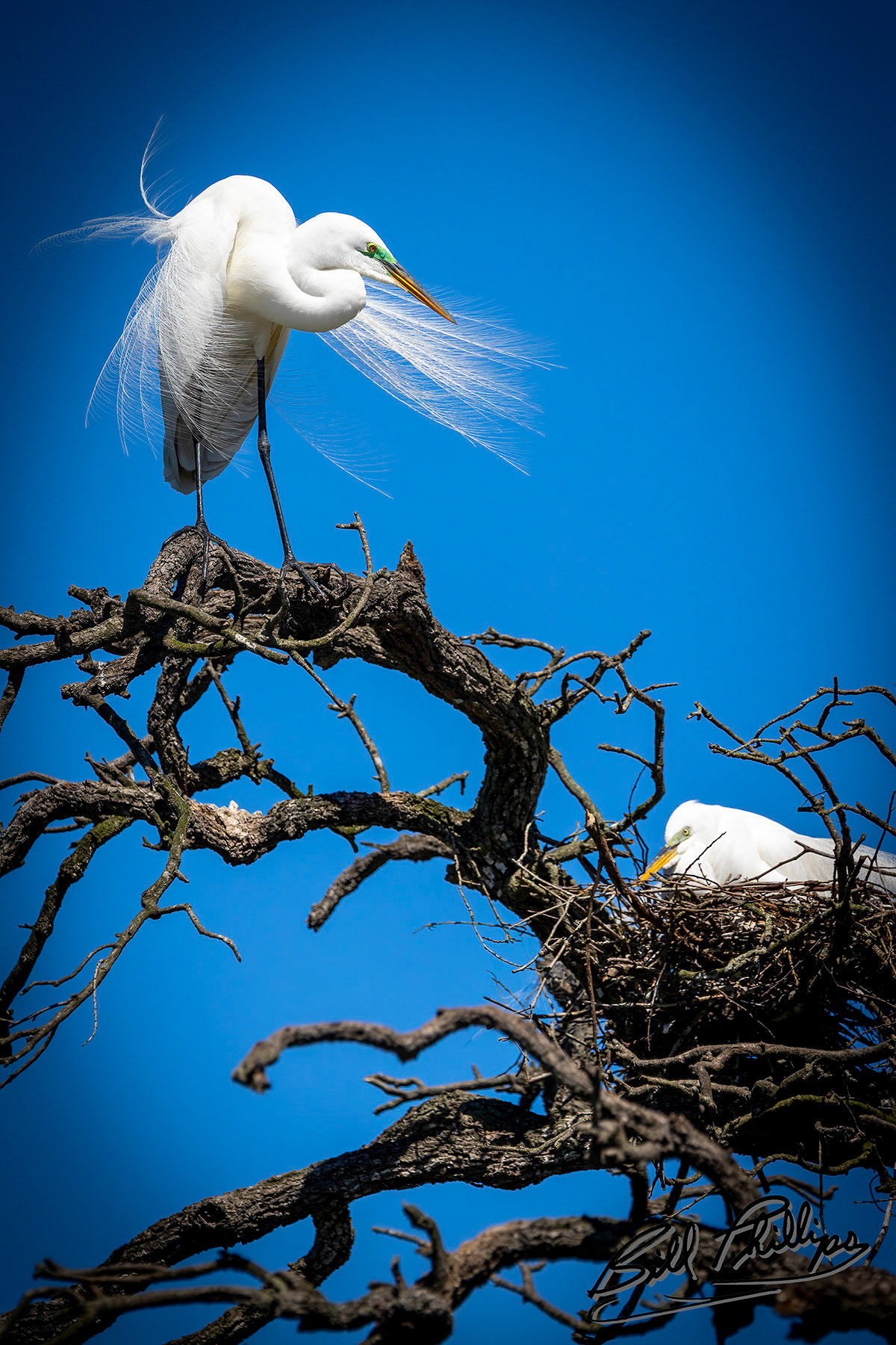 GE20_Great Egret