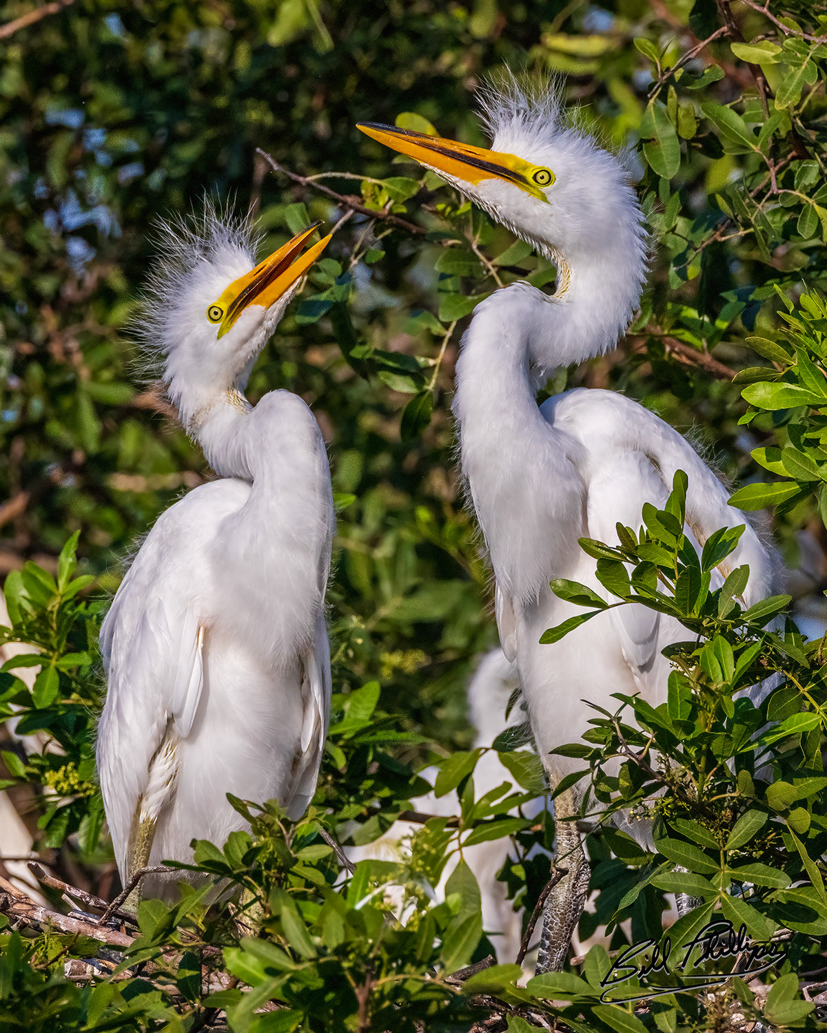 GE13_Great Egret