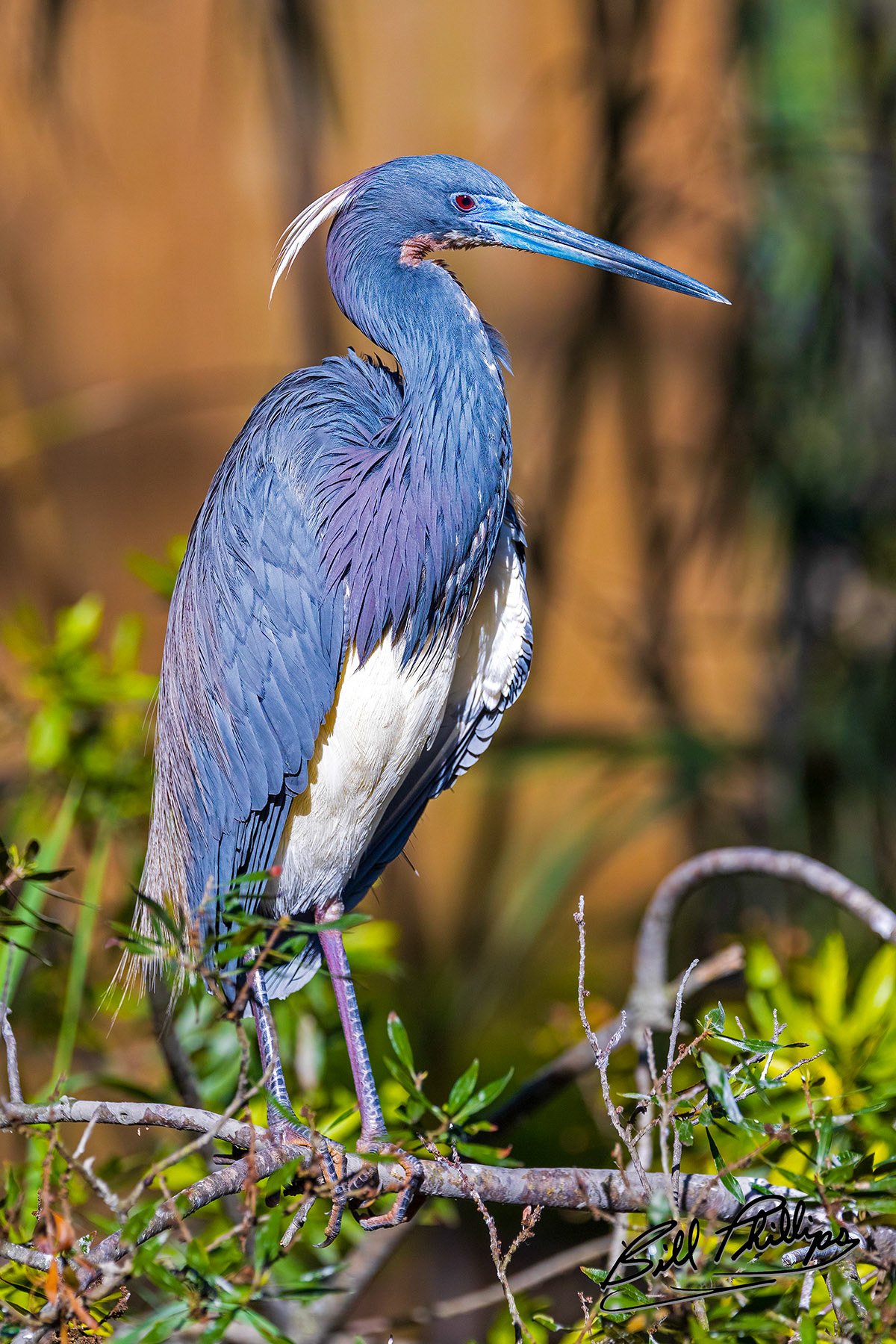 TCH2_Tricolored Heron