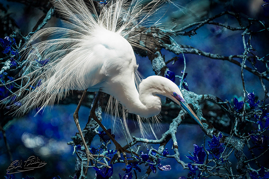 GE1_Great Egret