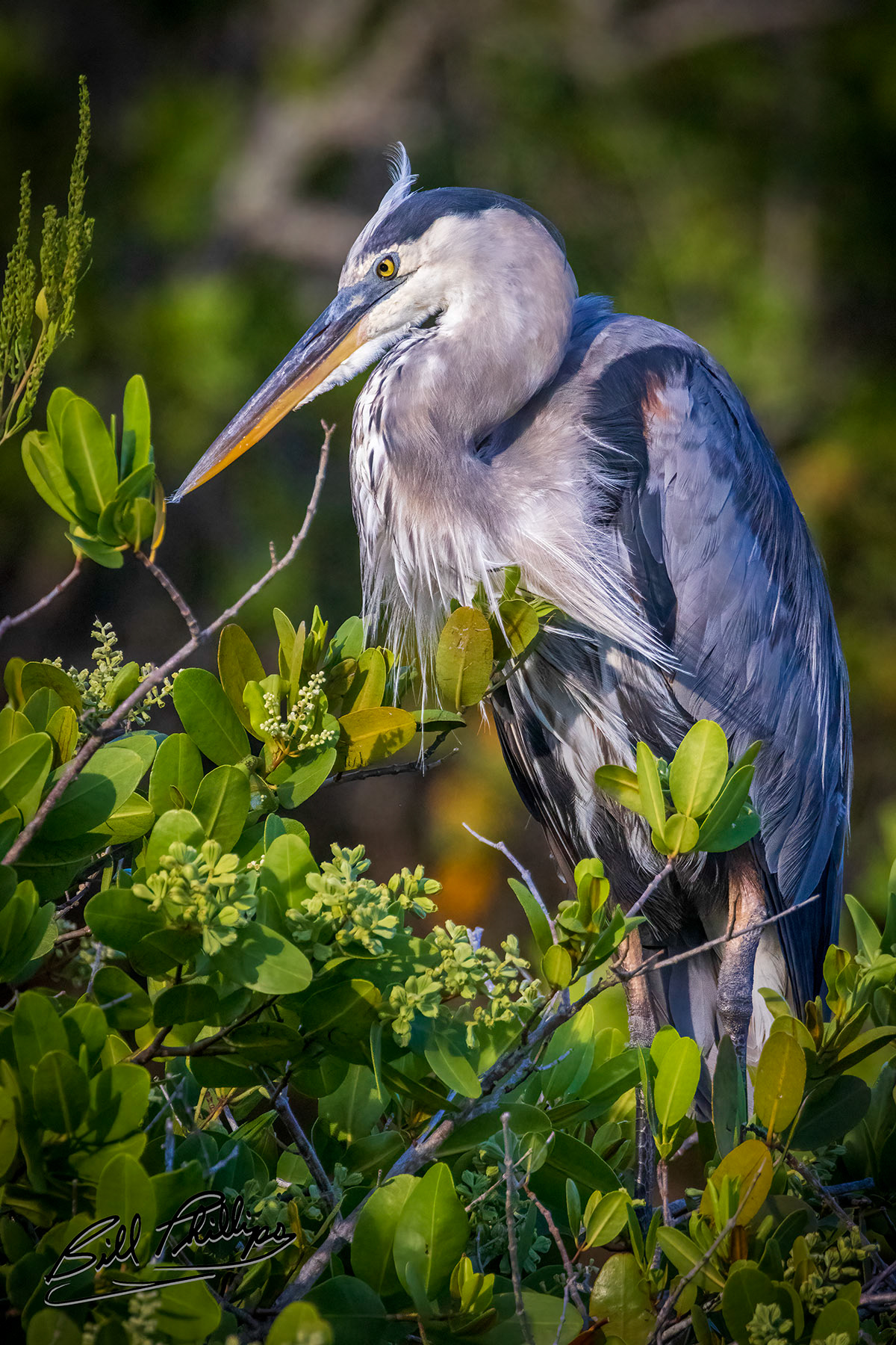 GBH19_Great Blue Heron
