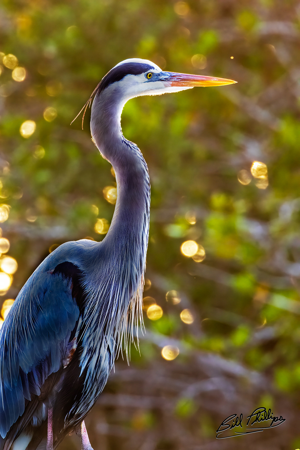 GBH8_Great Blue Heron