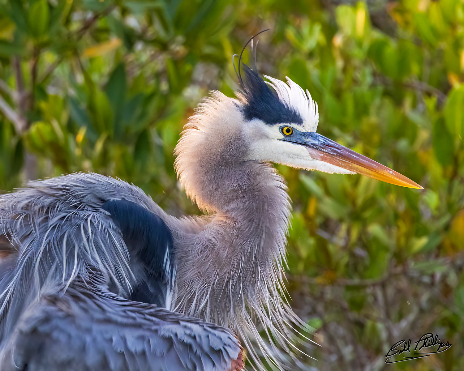 GBH10_Great Blue Heron