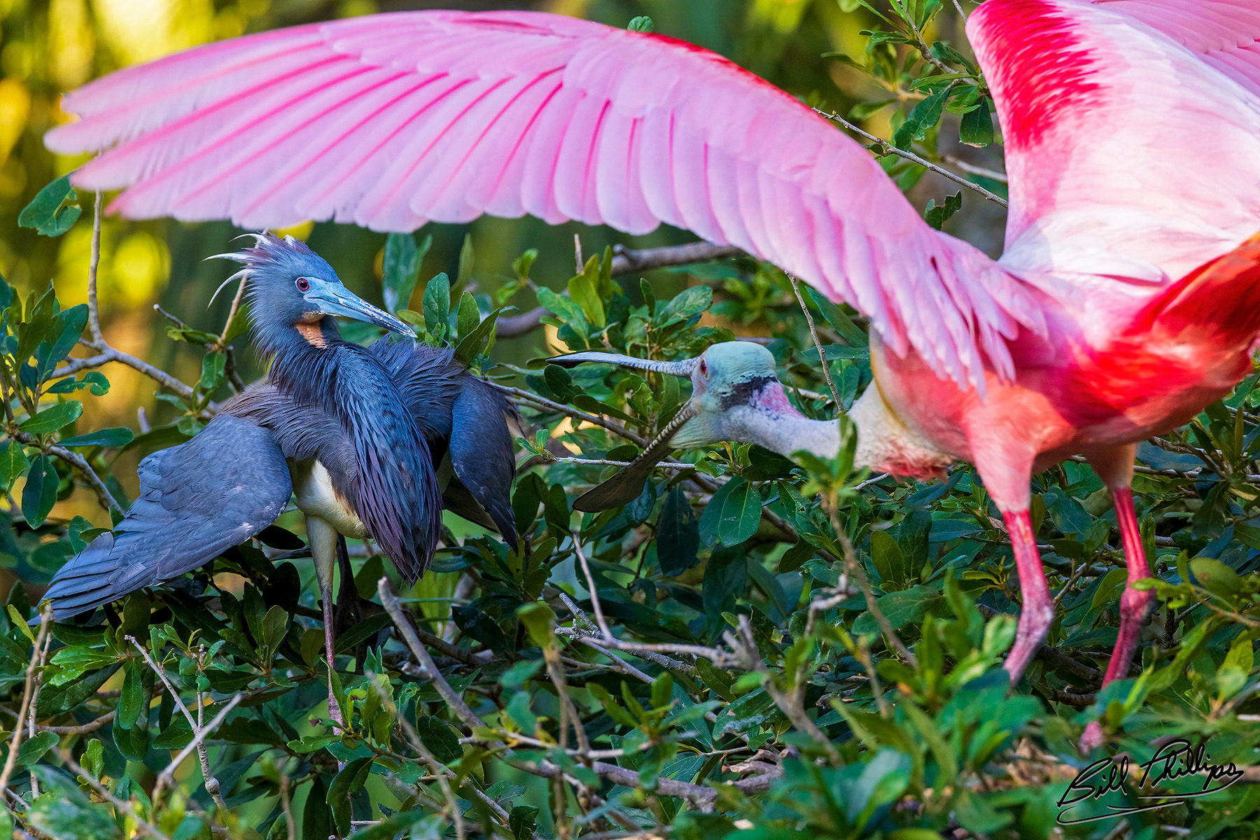 RS8_Roseate Spoonbill