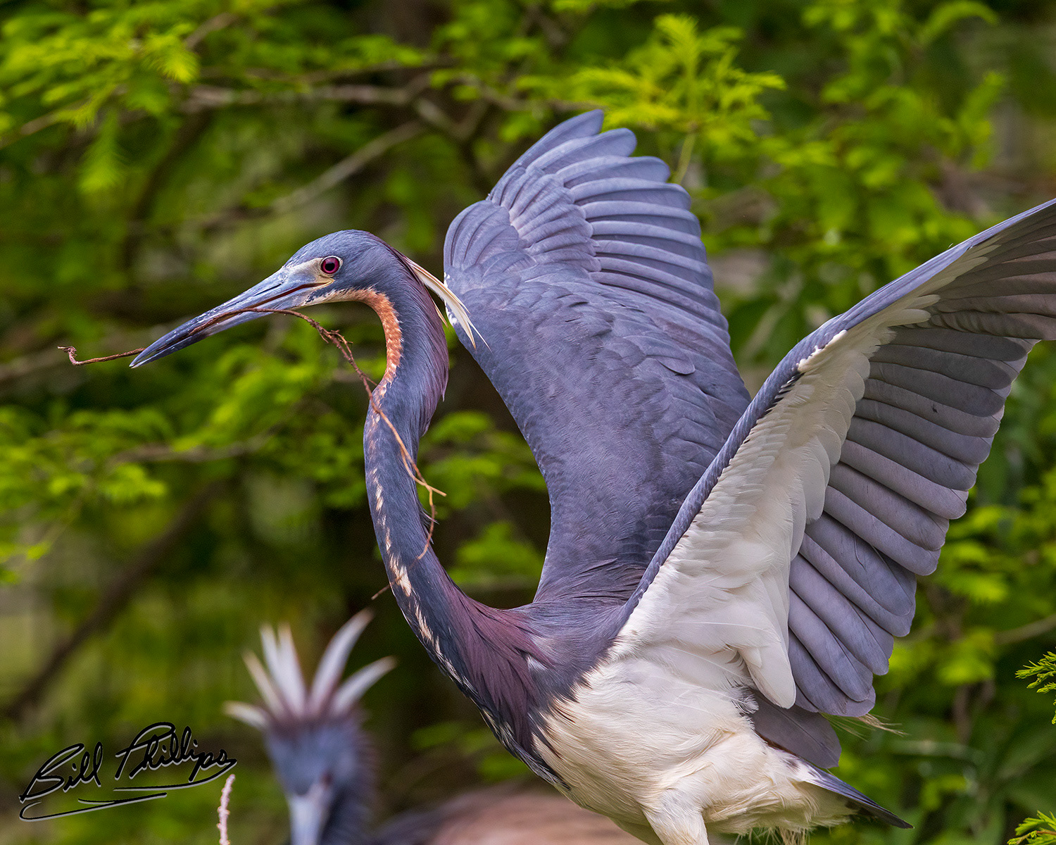 TCH15_Tricolored Heron