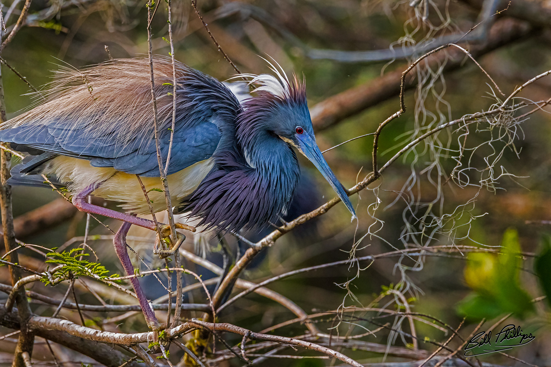 TCH5_Tricolored Heron