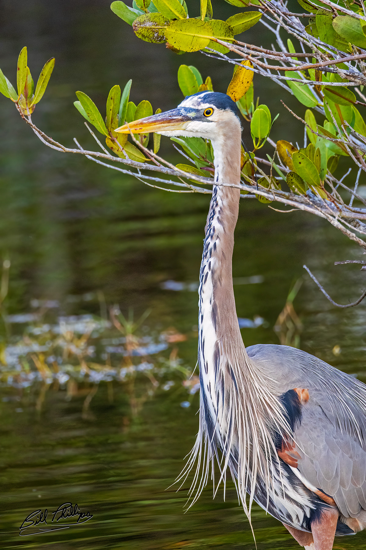 GBH23_Great Blue Heron