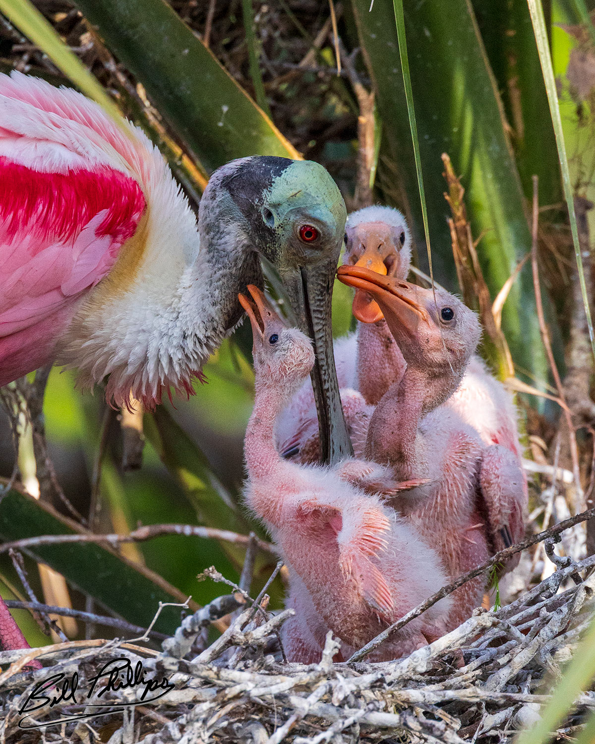 RS9_Roseate Spoonbill