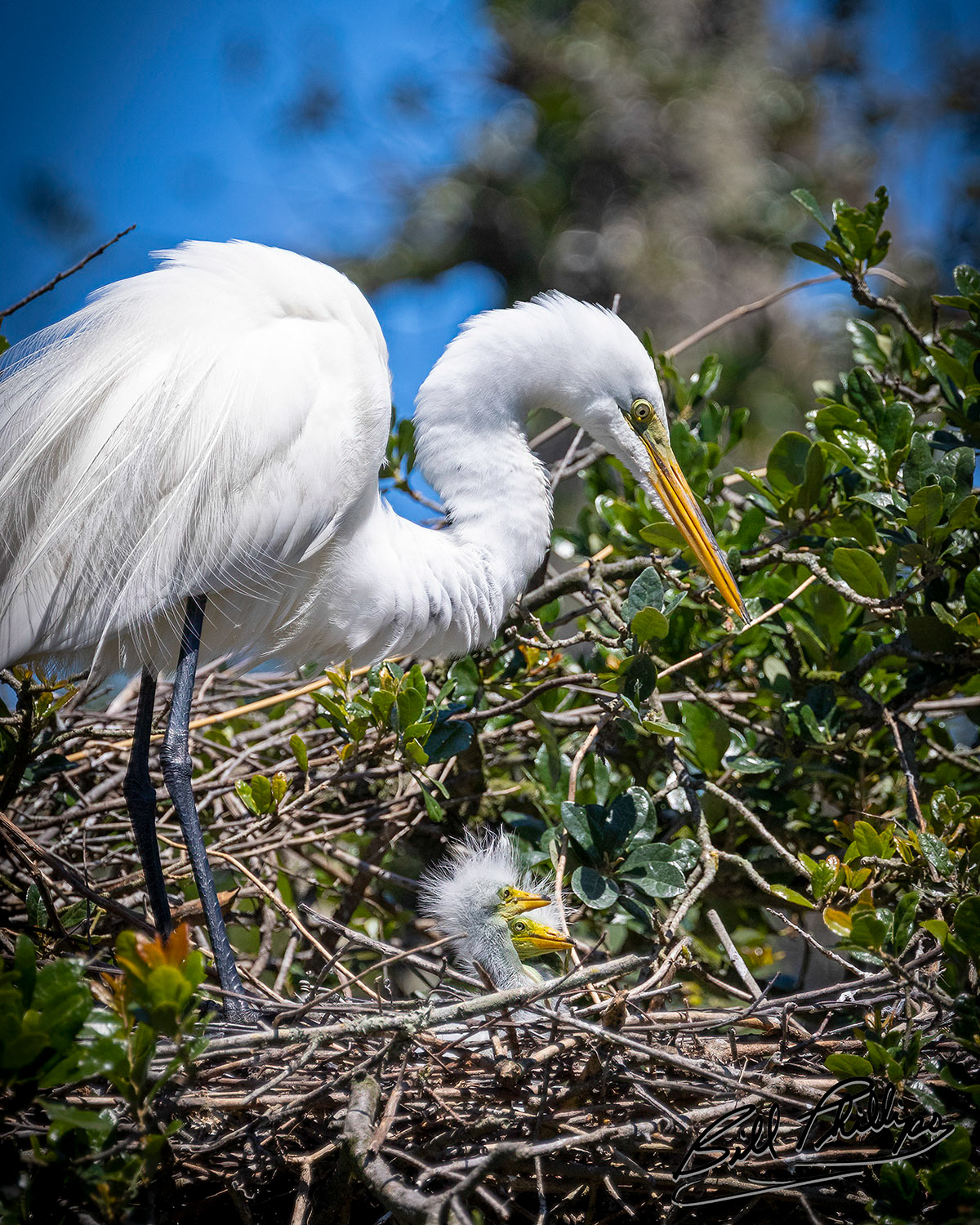 GE16_Great Egret