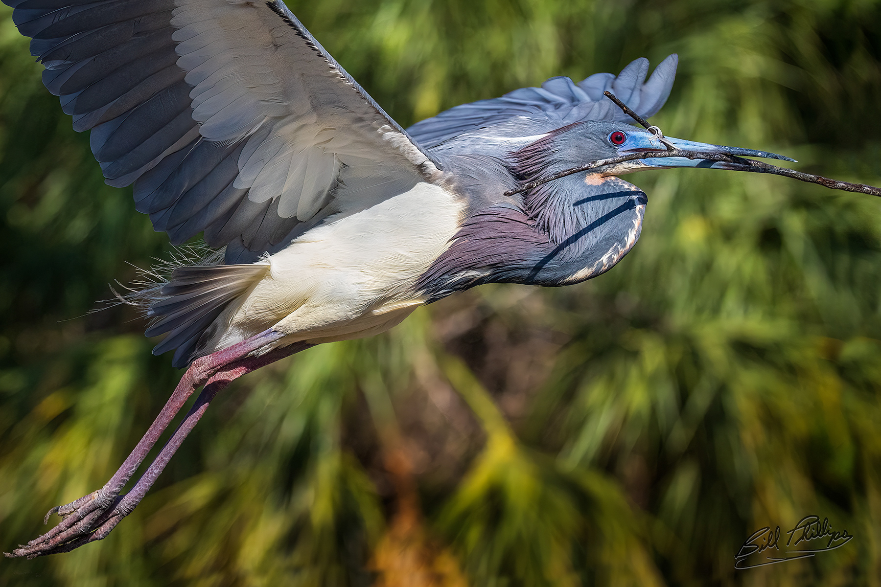 TCH6_Tricolored Heron