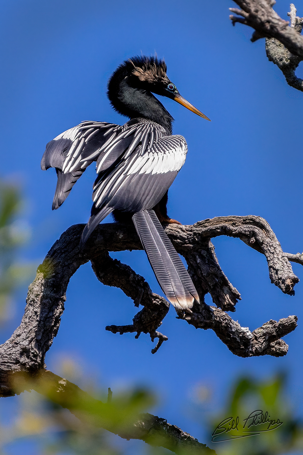 AH5_Anhinga