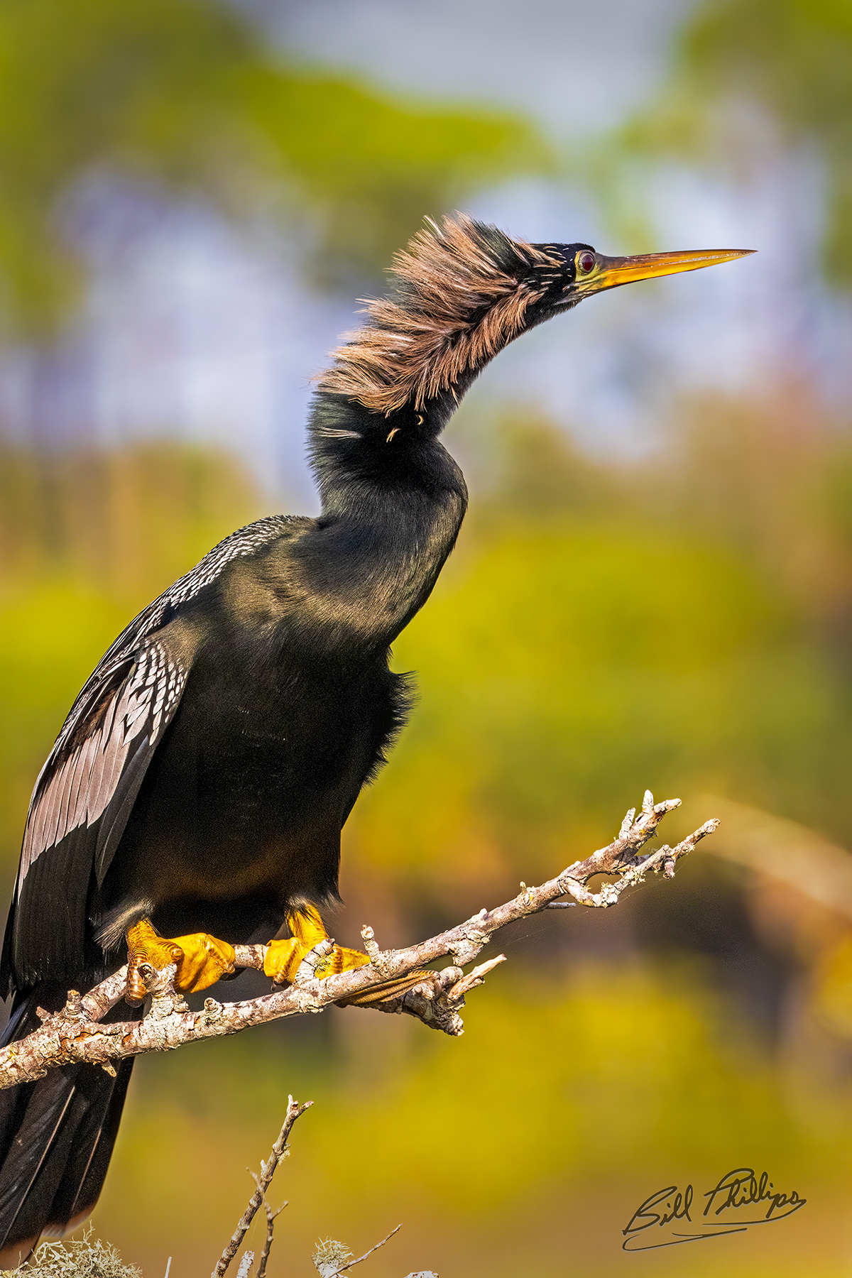 AH3_Anhinga