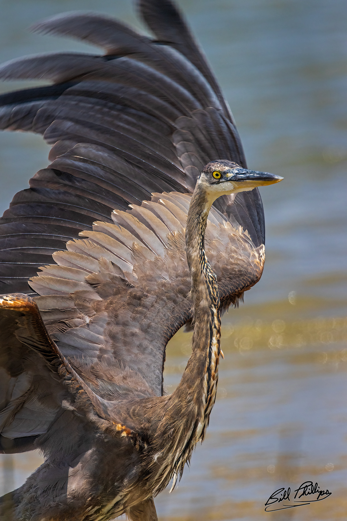 GBH11_Great Blue Heron