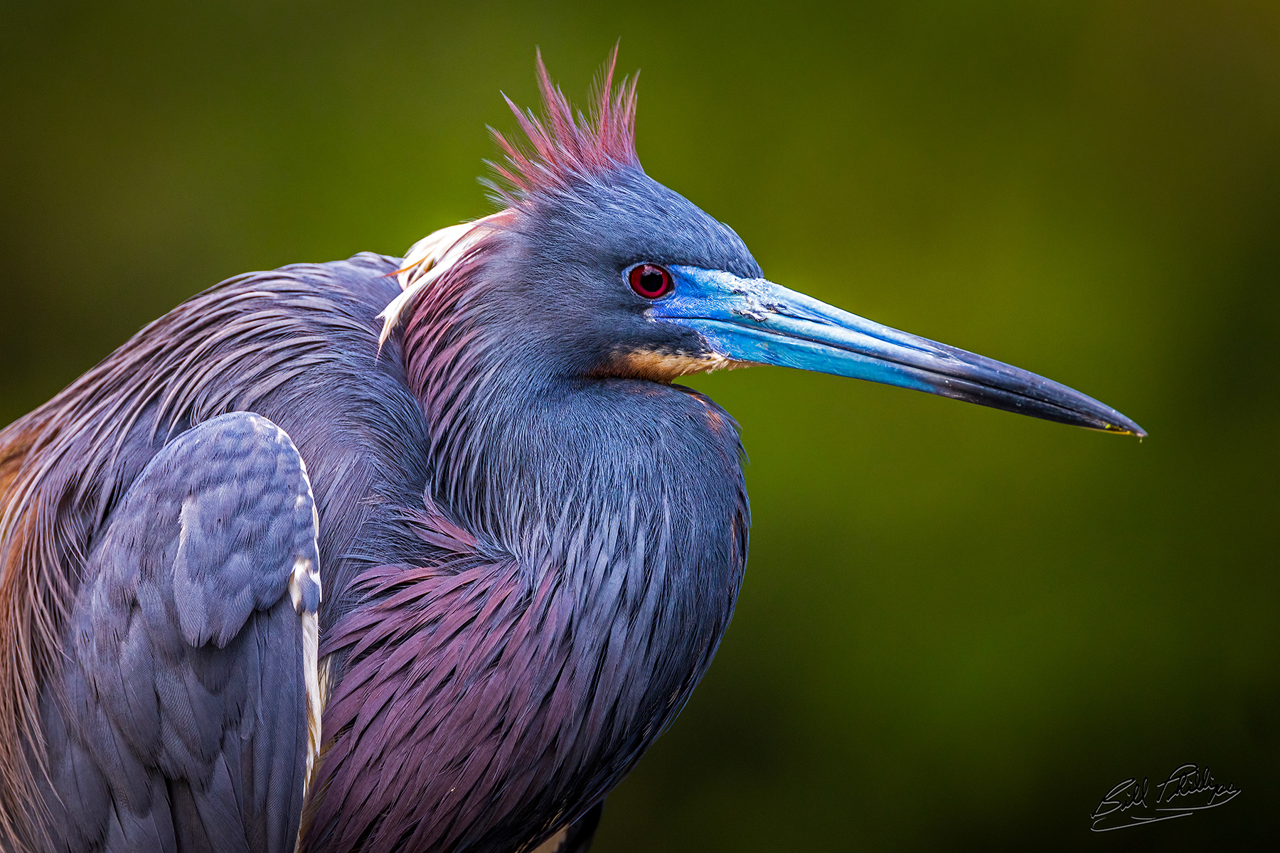 TCH1_Tricolored Heron
