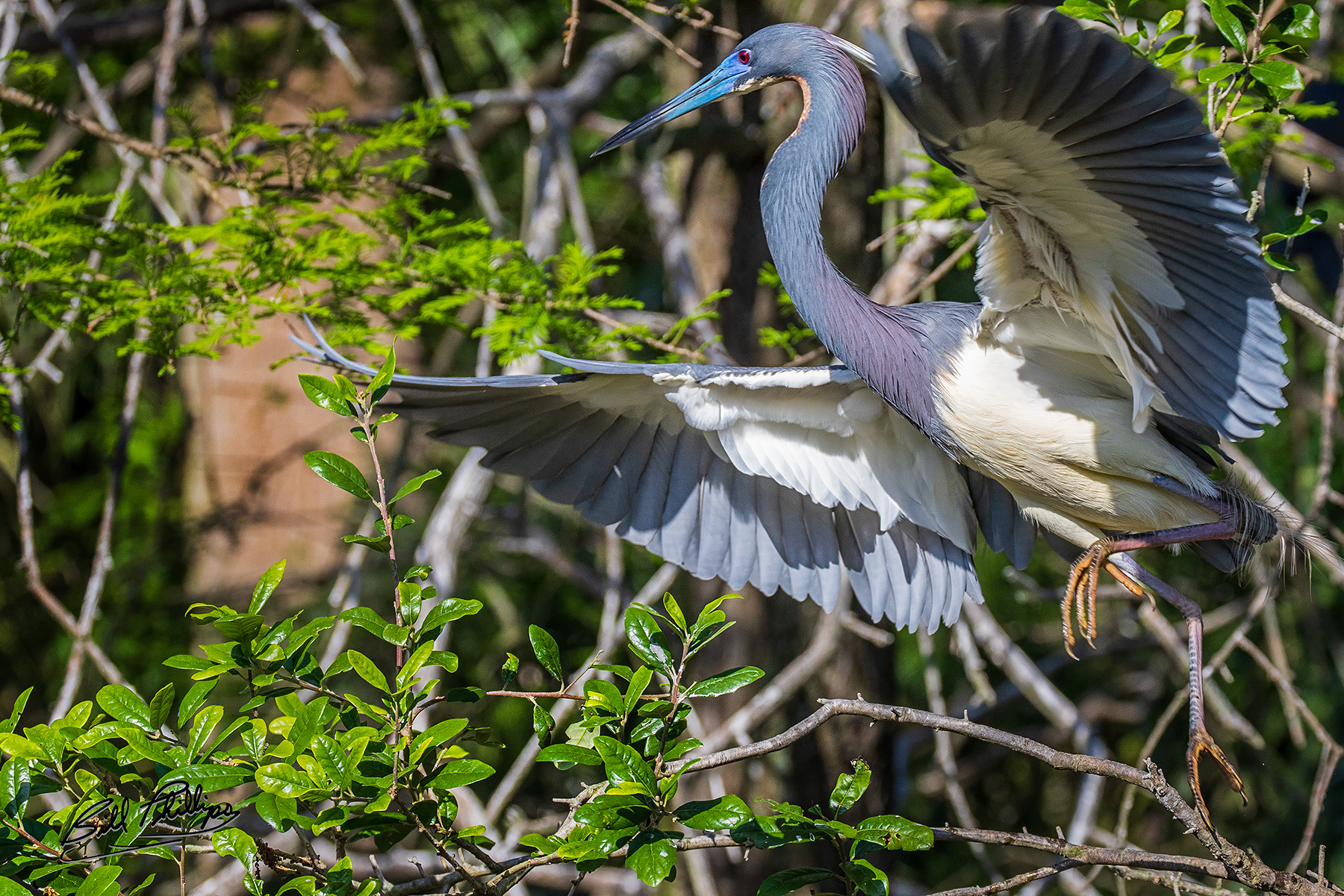 TCH14_Tricolored Heron