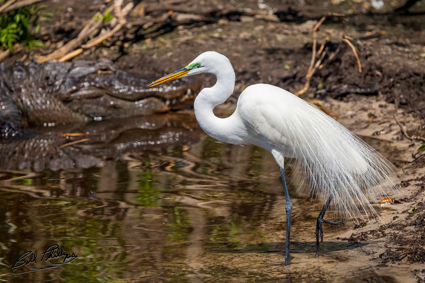 GE17_Great Egret