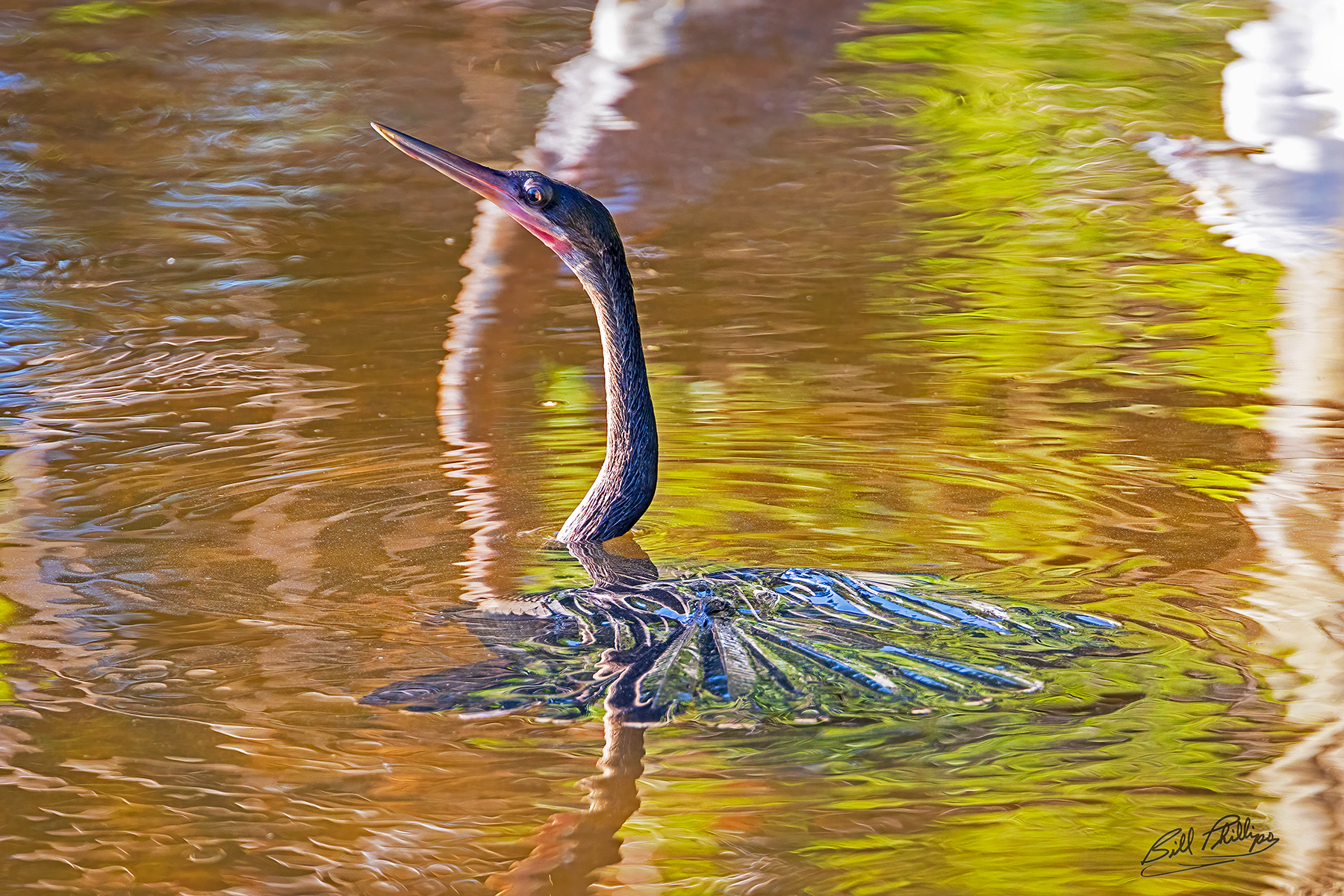 AH9_Anhinga