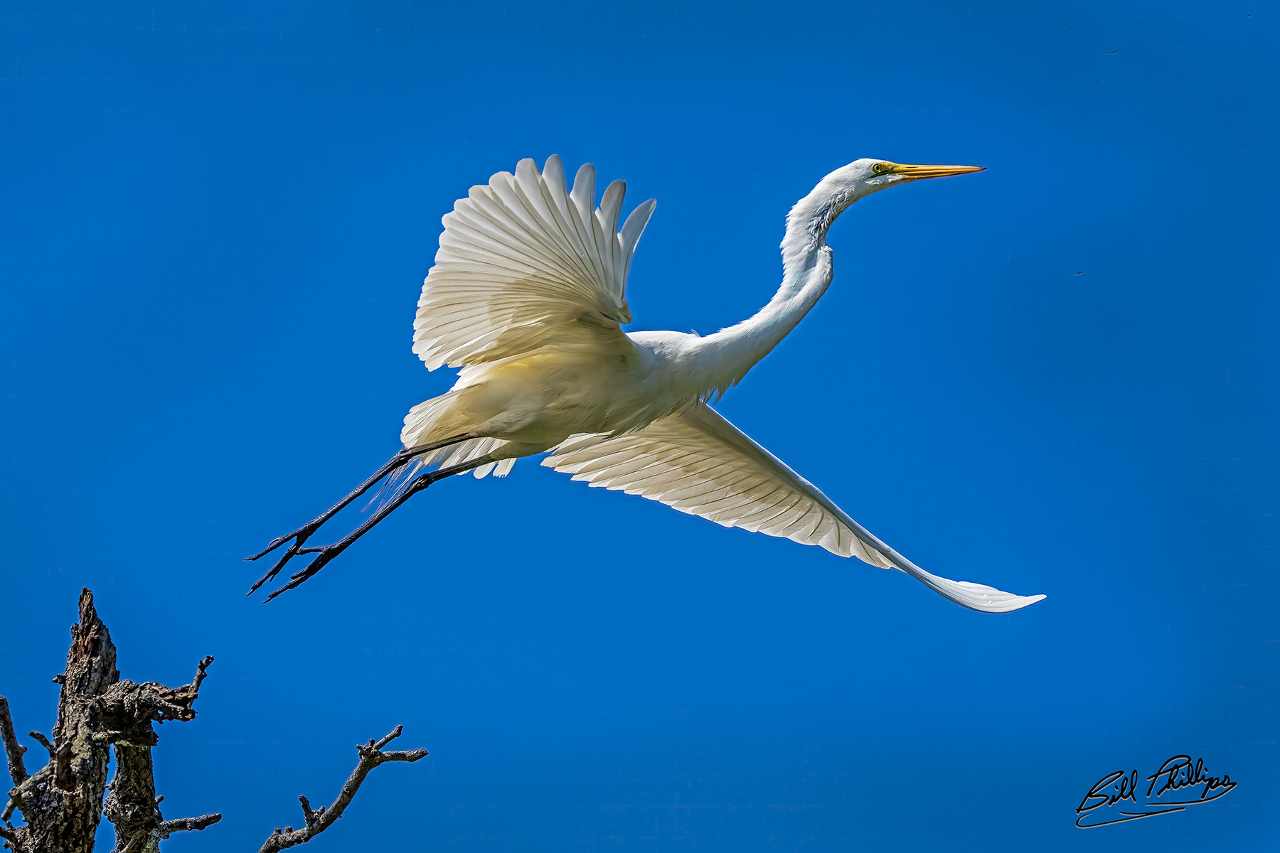 GE3_Great Egret