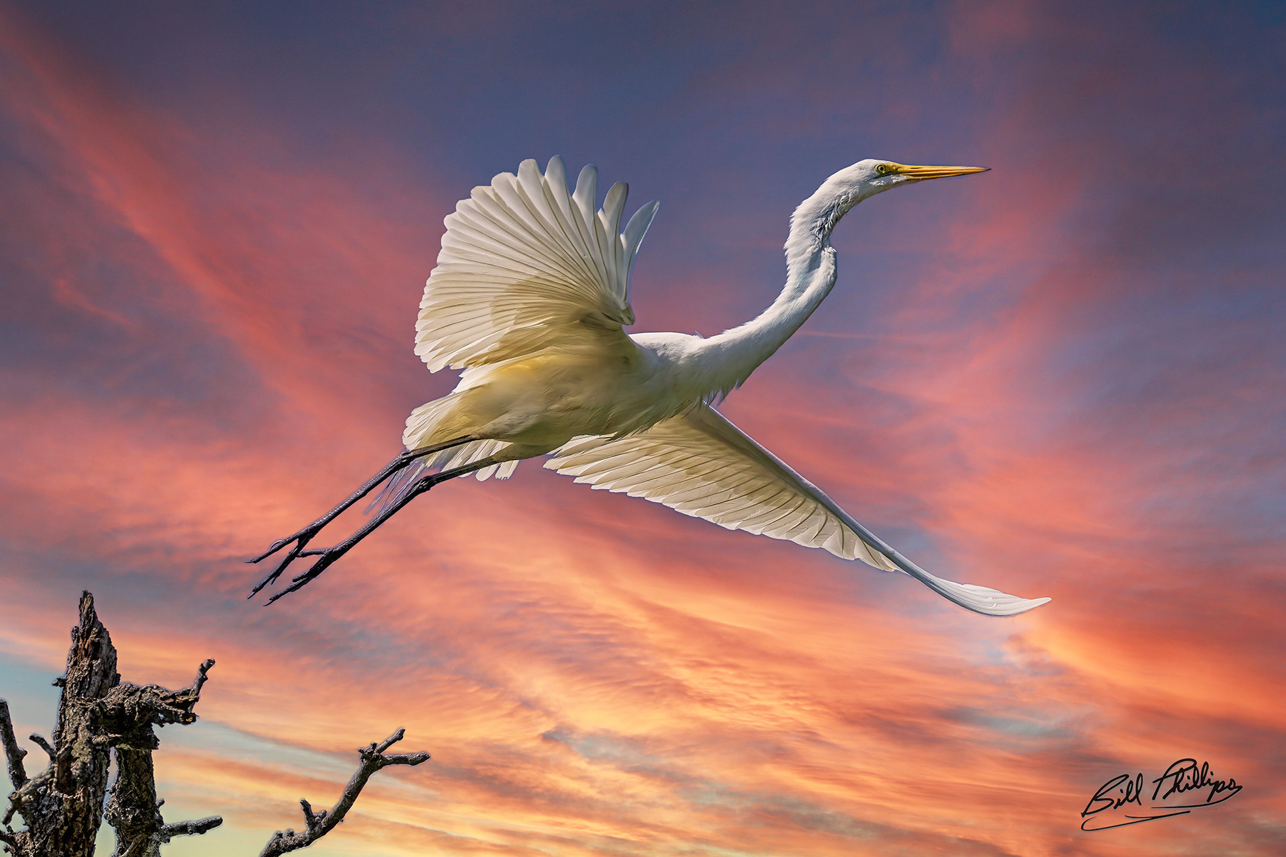 GE4_Great Egret
