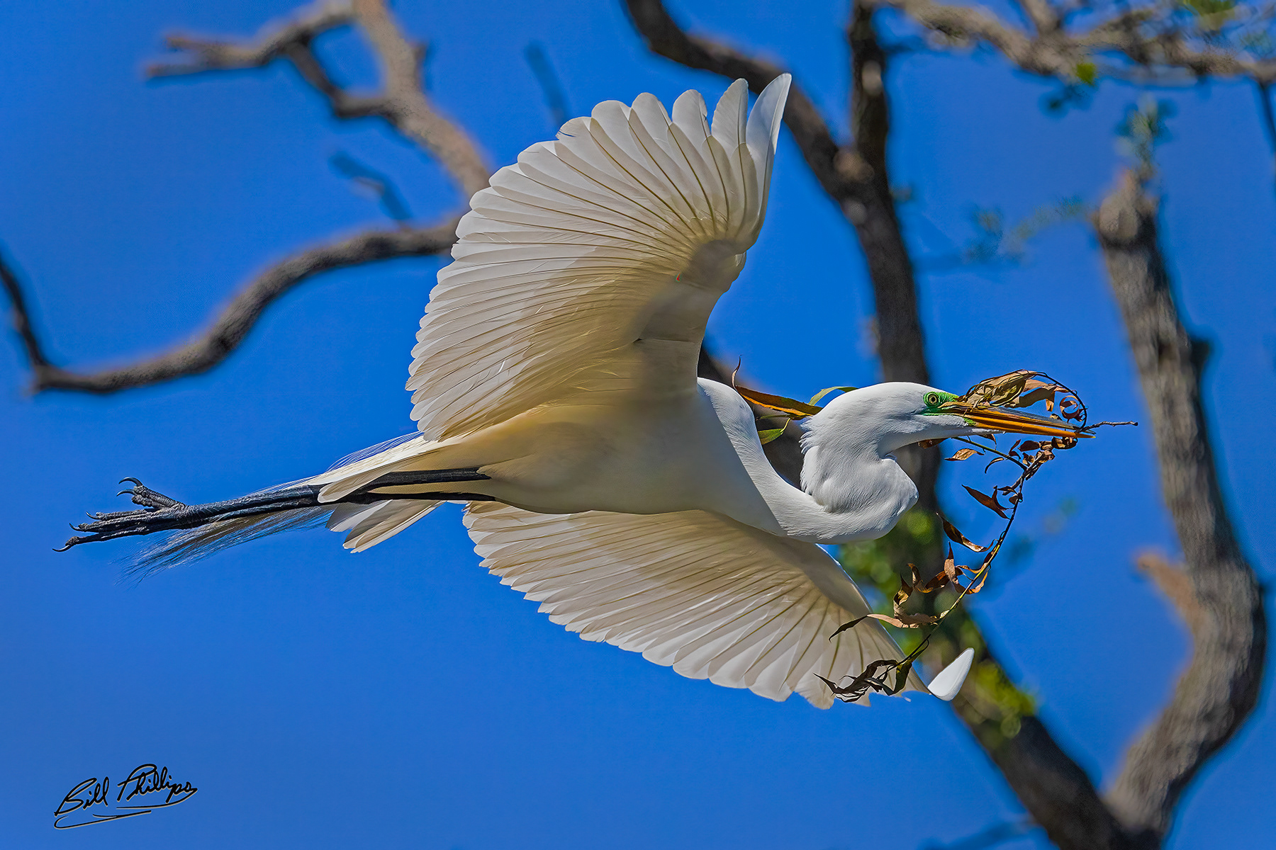 AS2_Great Egret