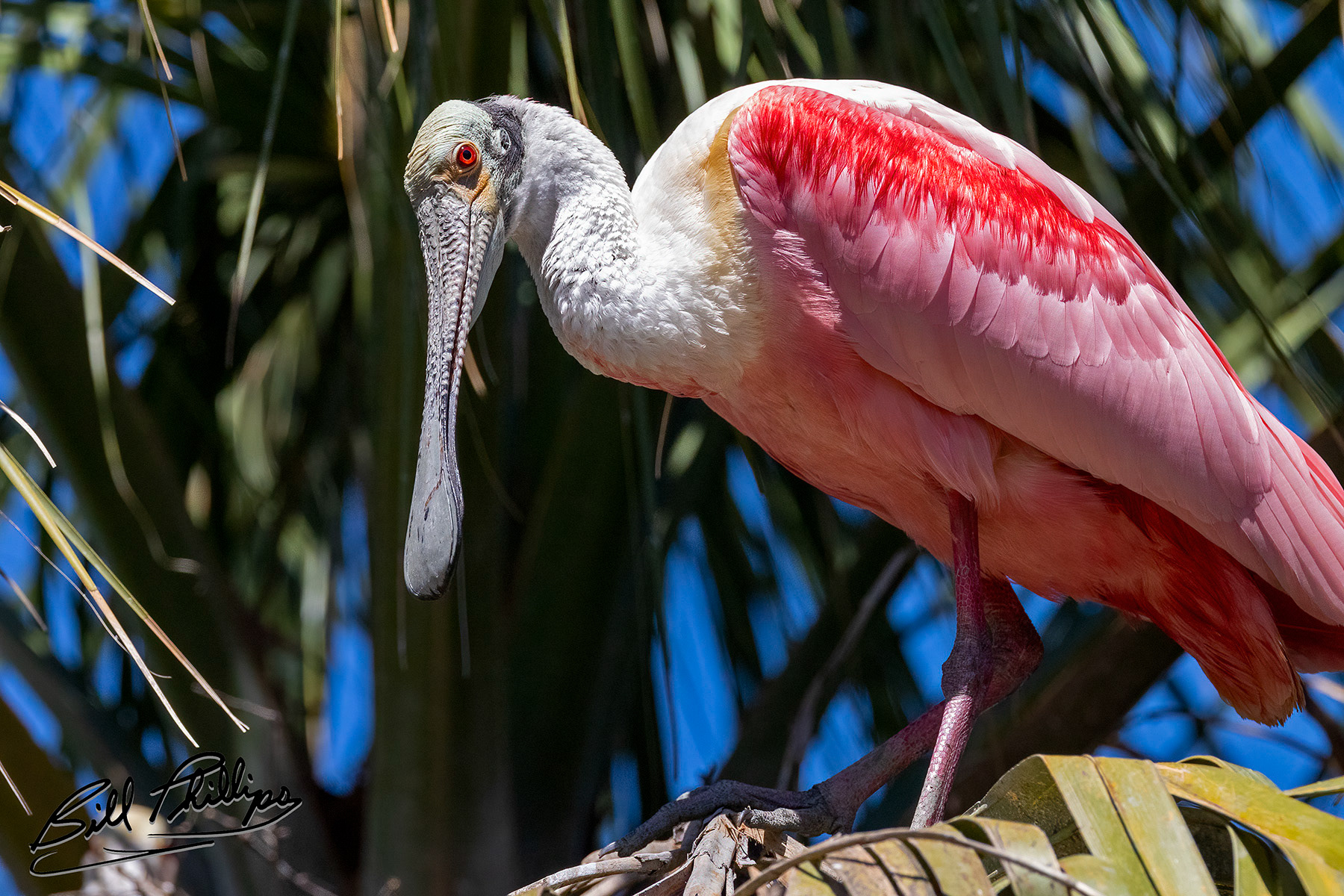 RS11_Roseate Spoonbill