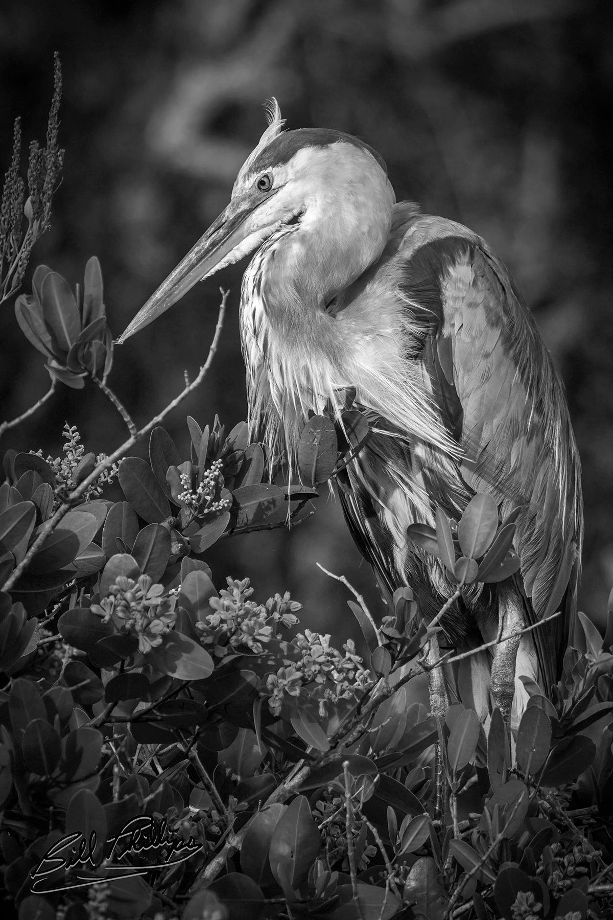 GBH17_Great Blue Heron