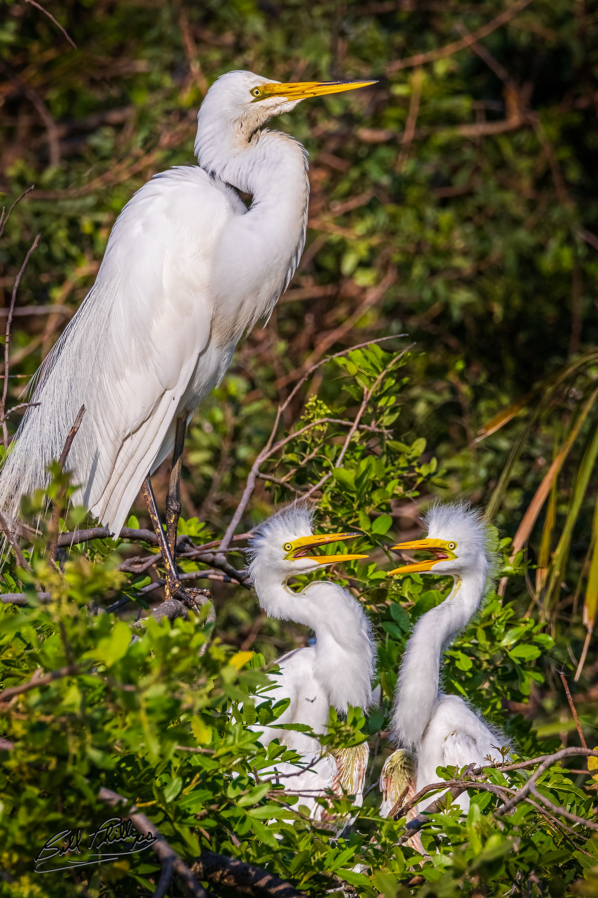 GE12_Great Egret