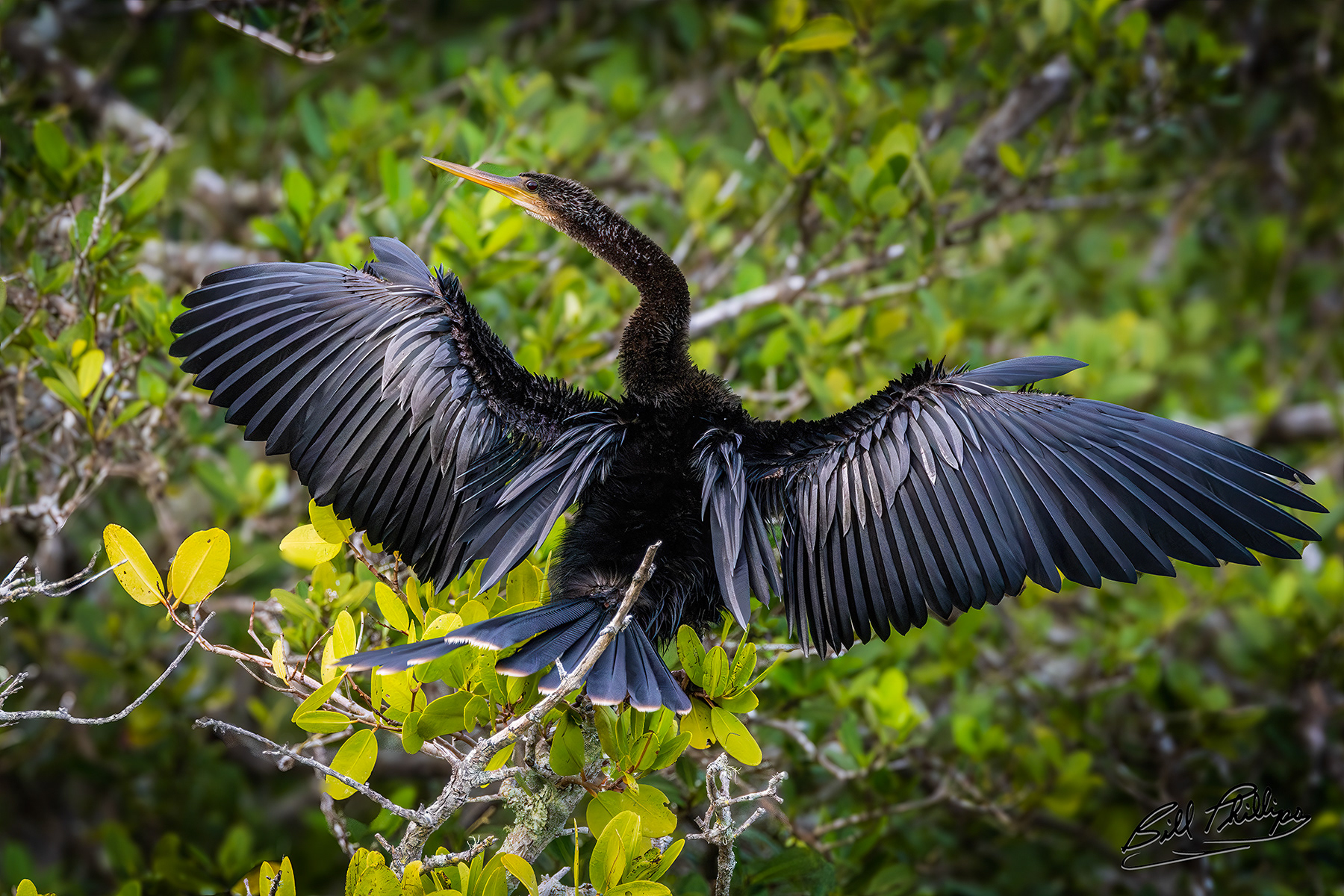 AH2_Anhinga