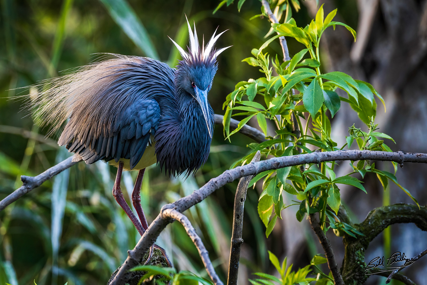 TCH9_Tricolored Heron