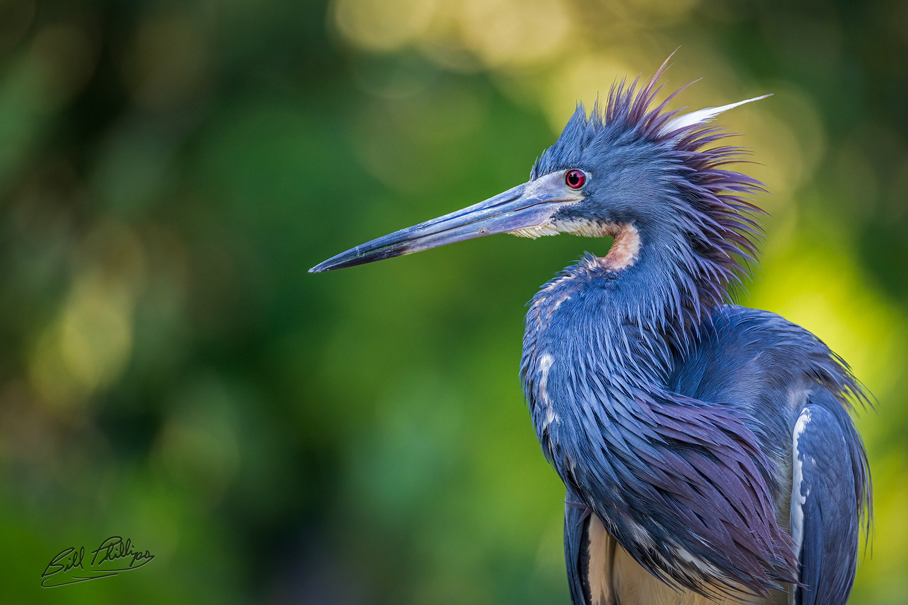 AS12_Tricolored Heron