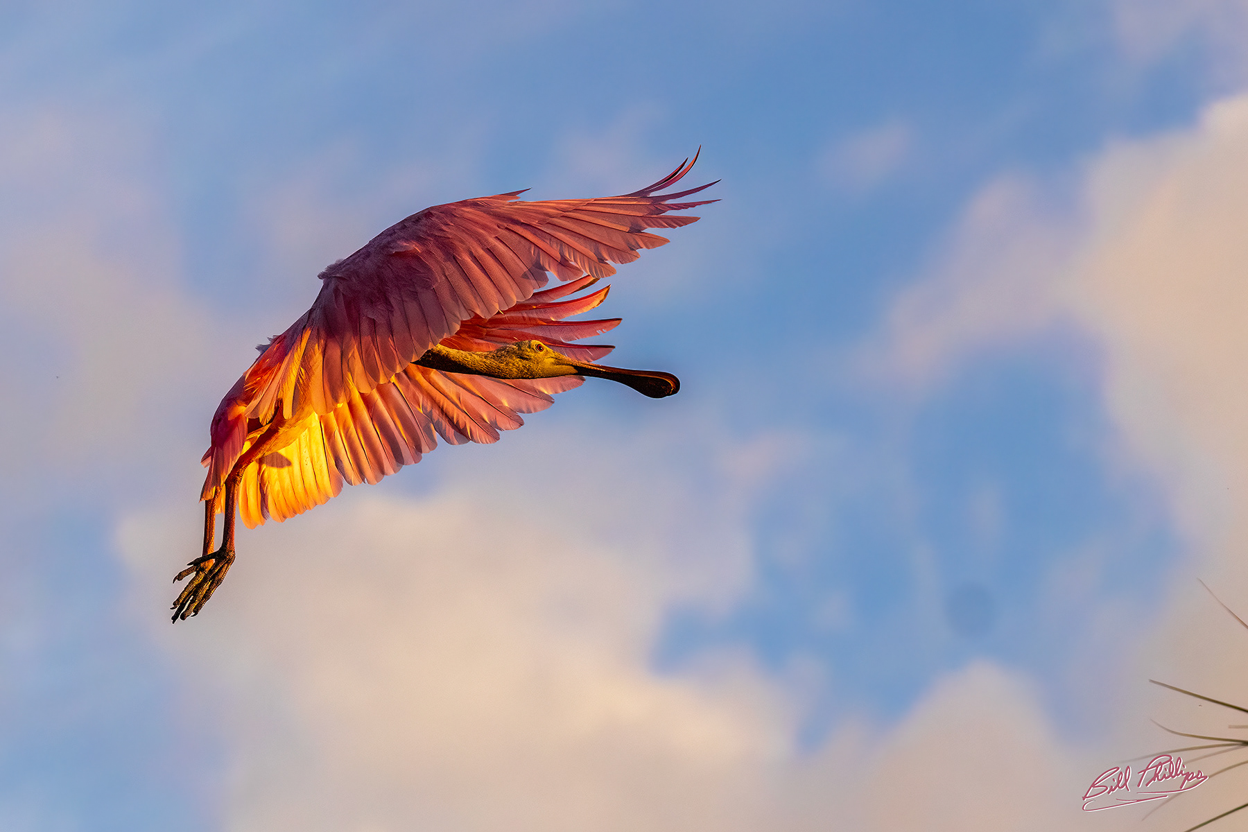 RS3_Roseate Spoonbill