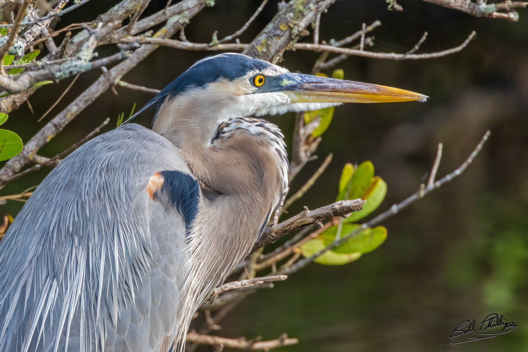 GBH20_Great Blue Heron