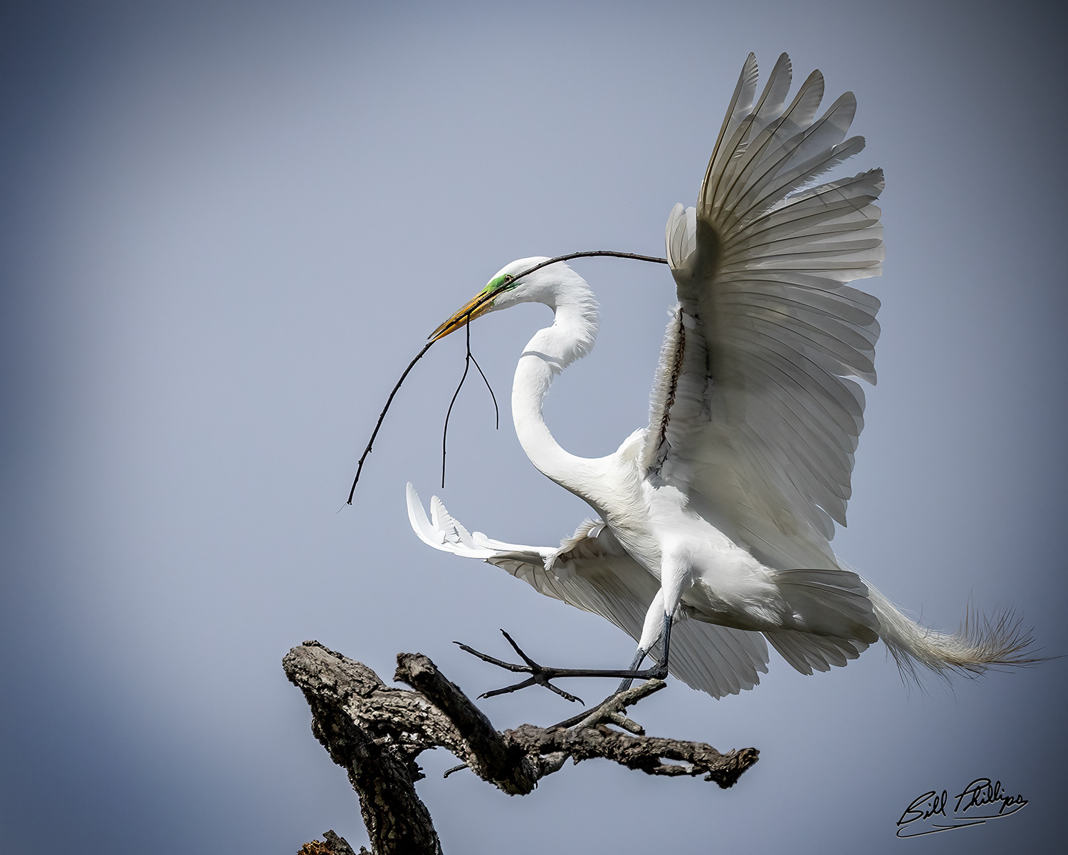 GE8_Great Egret