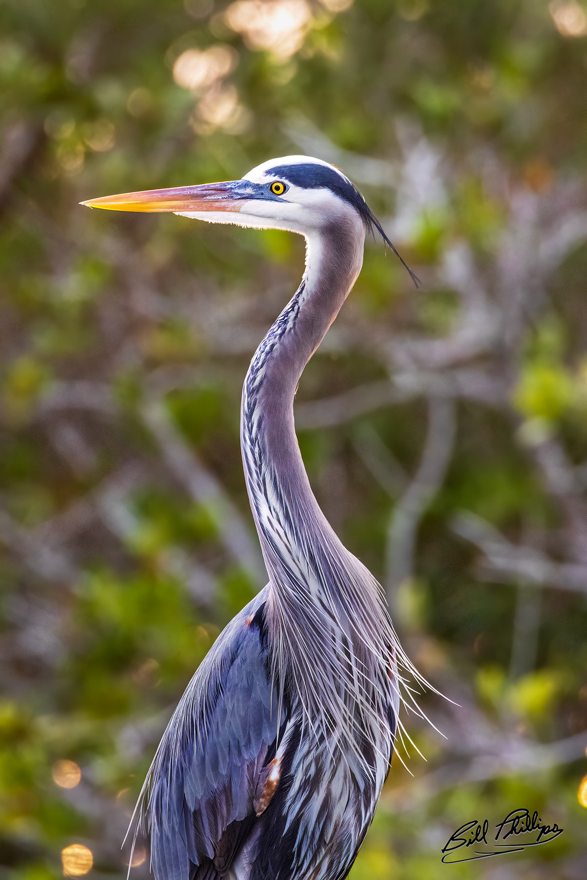 GBH9_Great Blue Heron