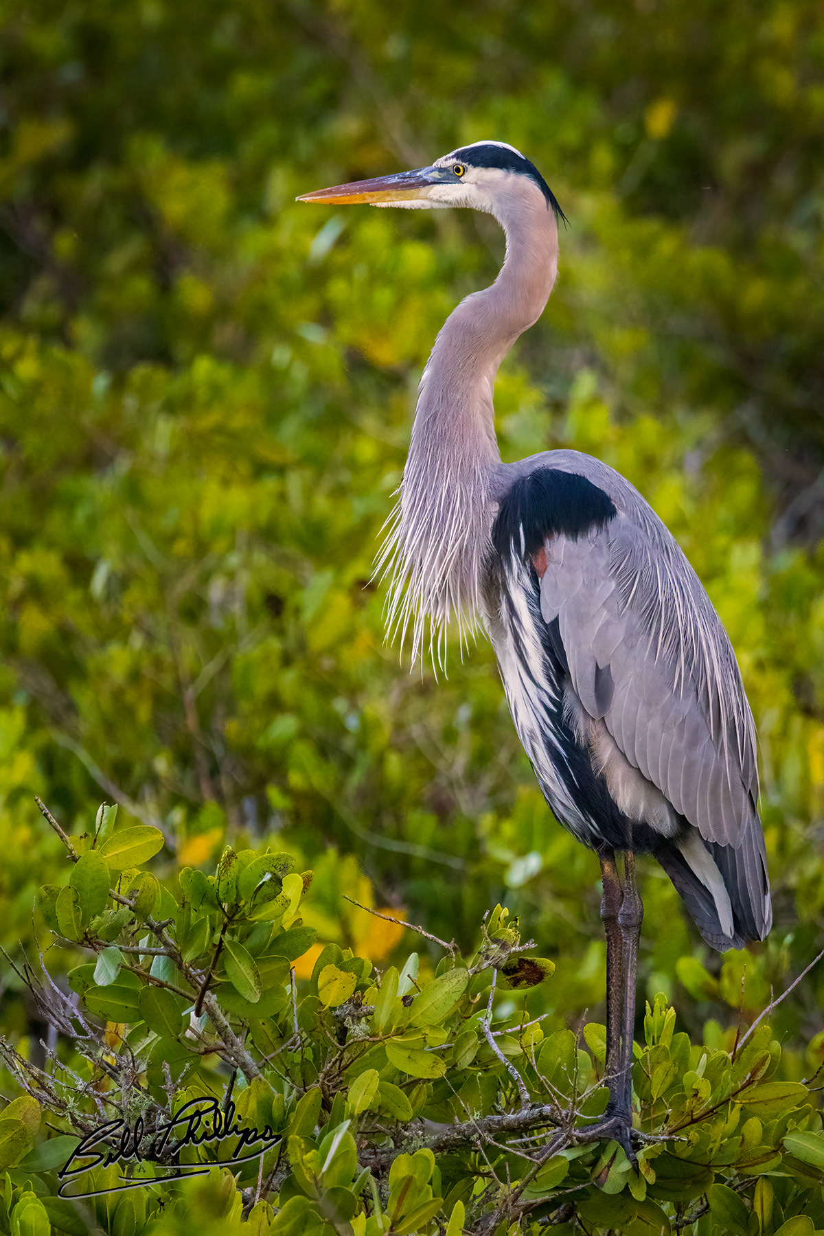 GBH5_Great Blue Heron