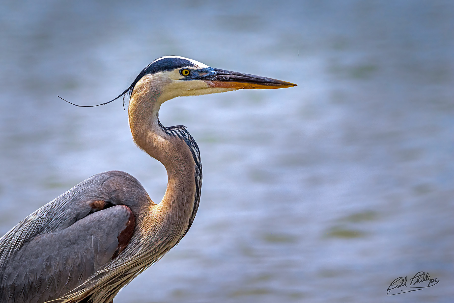 AS4_Great Blue Heron