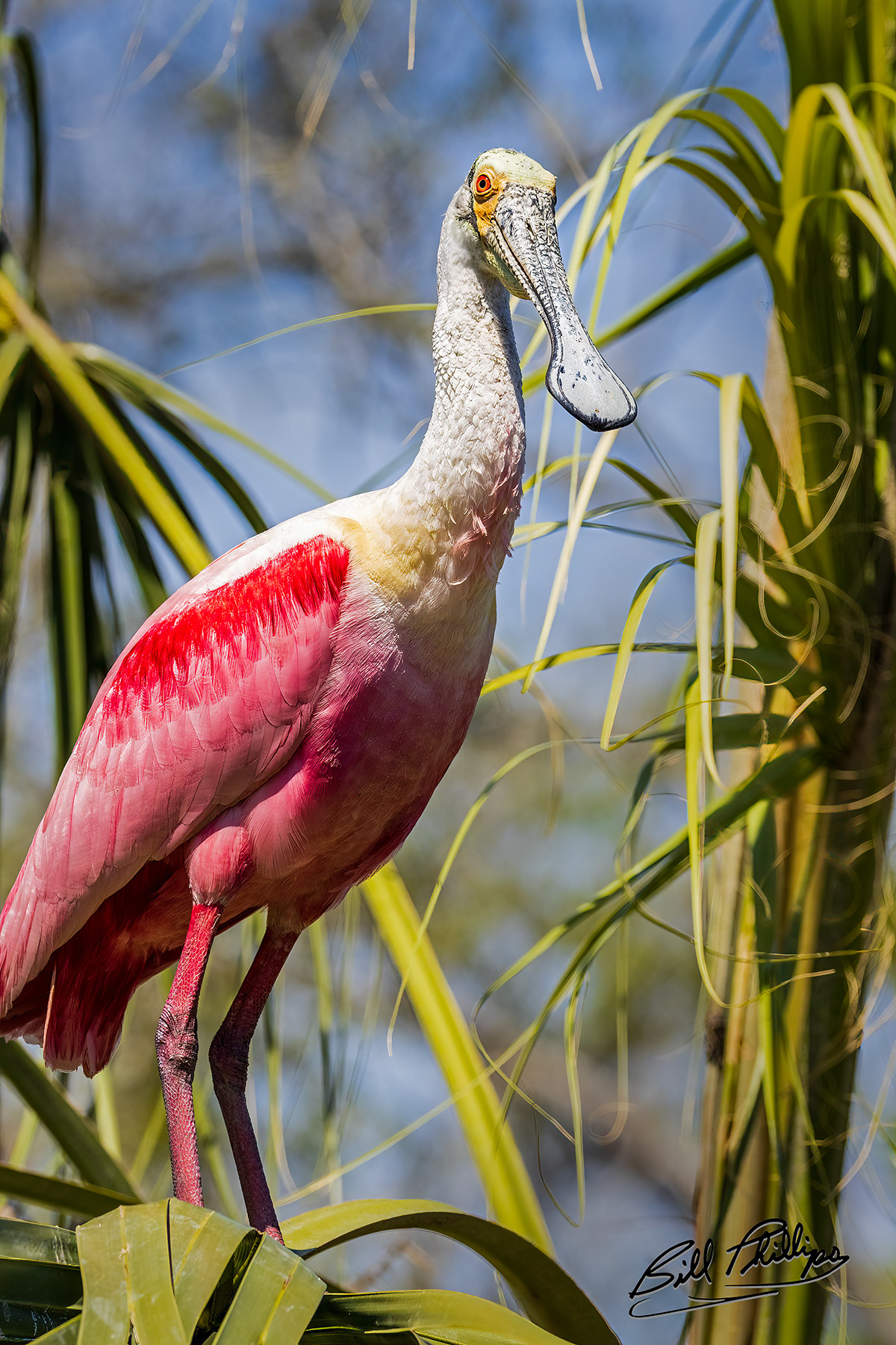 RS4_Roseate Spoonbill